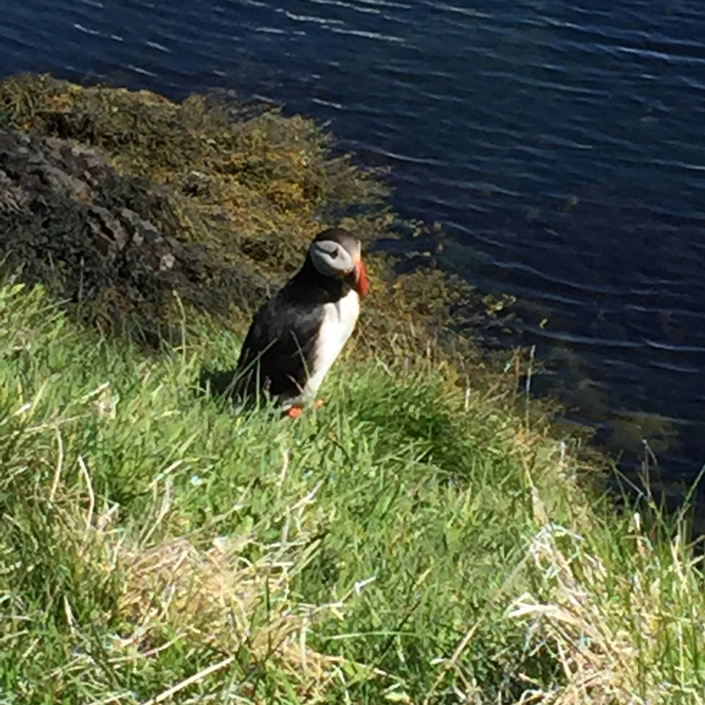 Puffin!