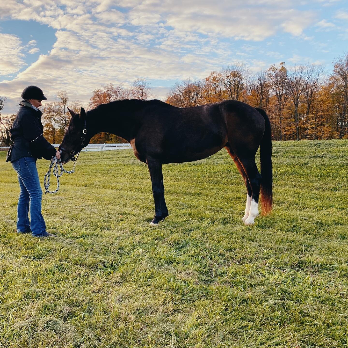 ✨Welcome to the family Kendrini CG✨

We are excited to welcome this pretty girl to the family as Lynne&rsquo;s new driving partner. Kendri is a 6yo registered Dutch Harness Horse and we&rsquo;re thrilled to watch her develop!