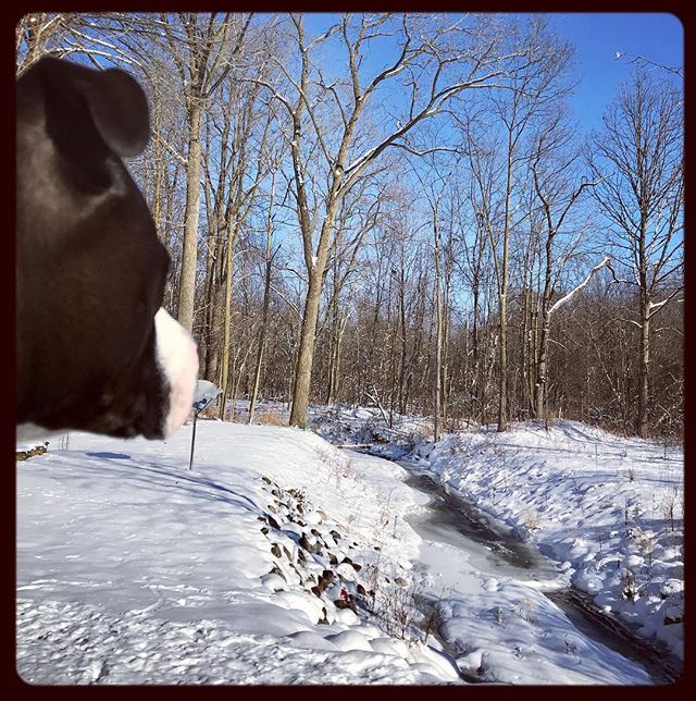 .even the creek is frozen today ⛄️ hard to sew and draw with icicle fingers. #bighouseinthelittlewoods
+
+
#JenOsborn #mymessynest #puremichigan #lifeinthemittenstate #michigangster #themittenstate