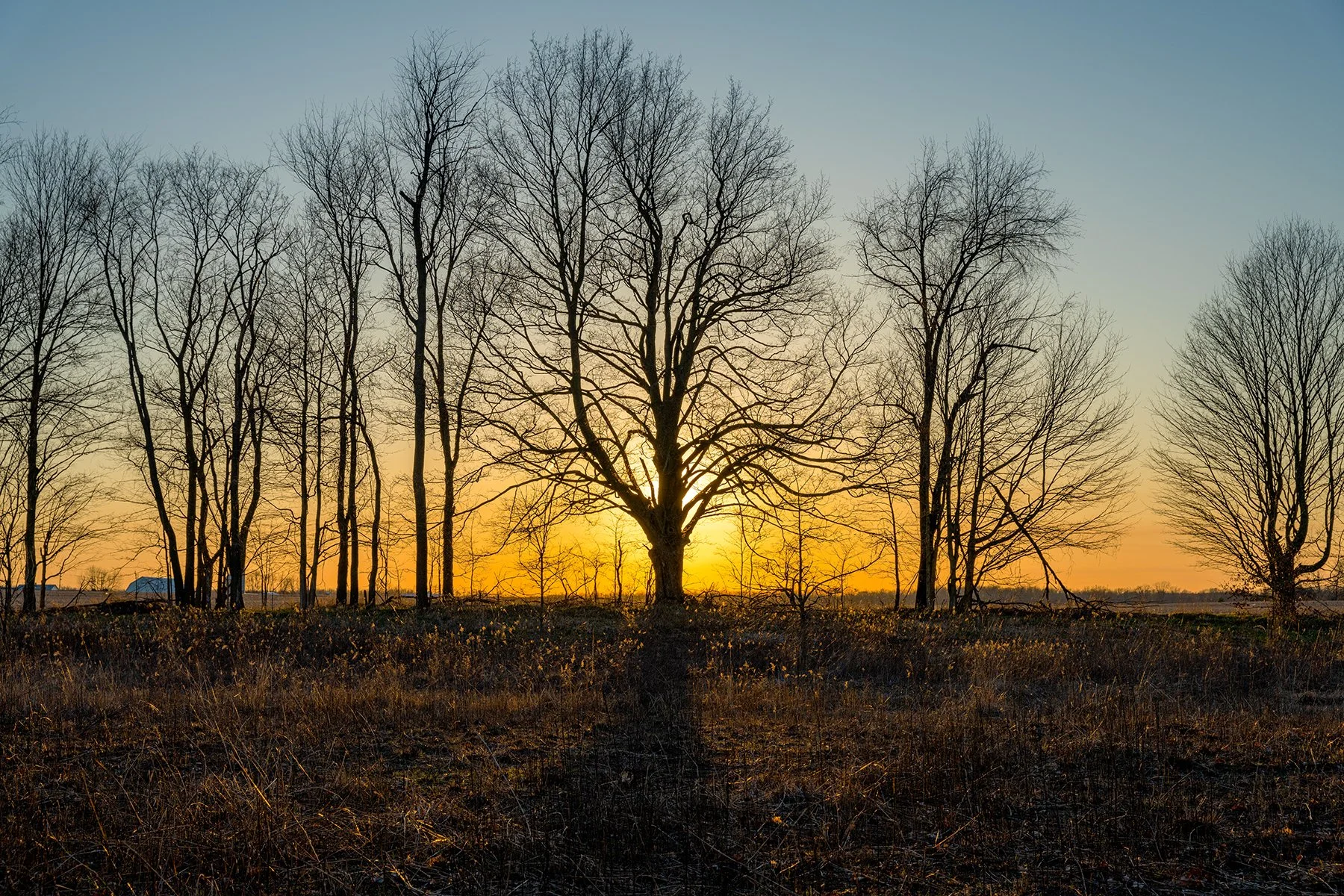 Light and Tree.jpg