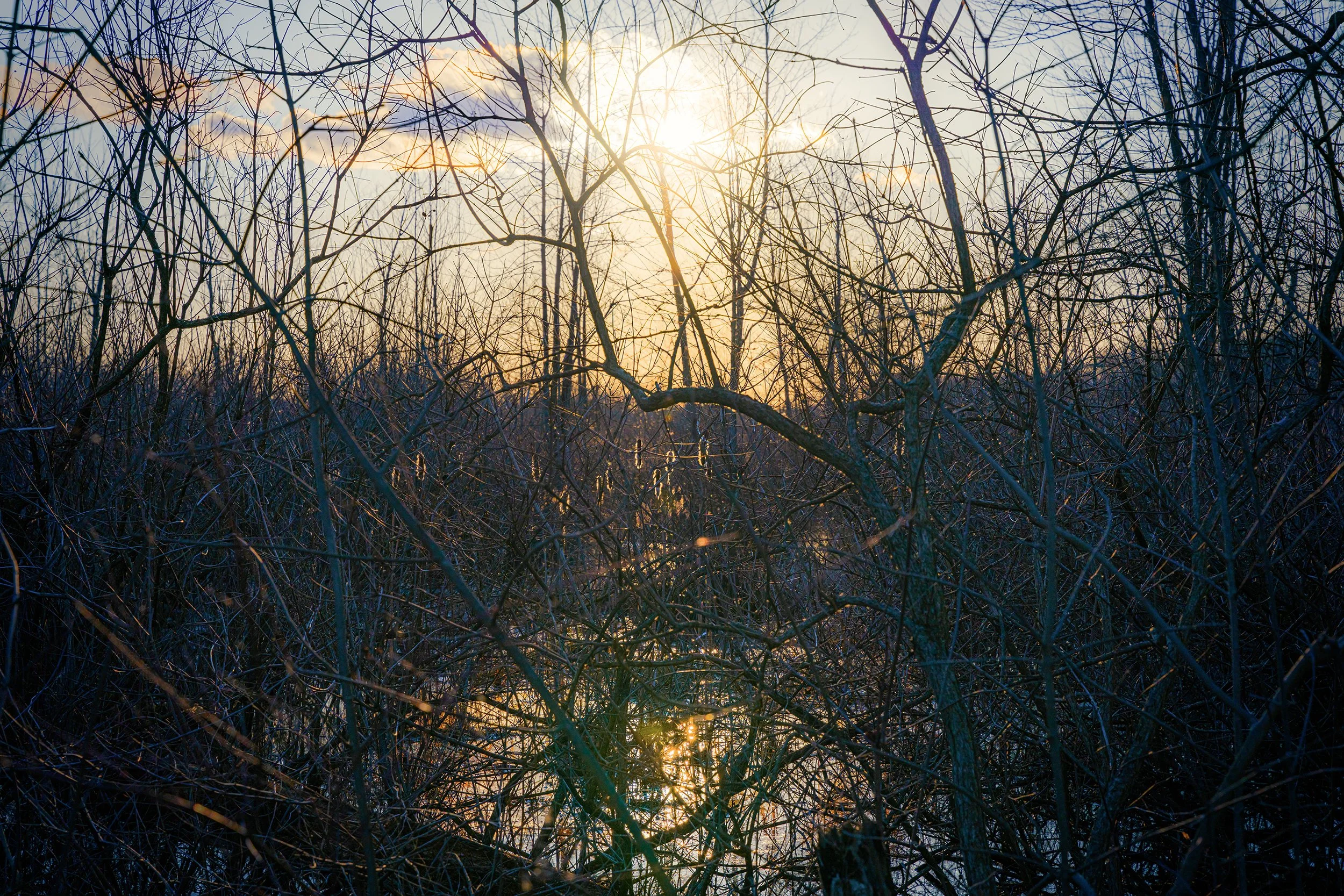 Bog Light.jpg