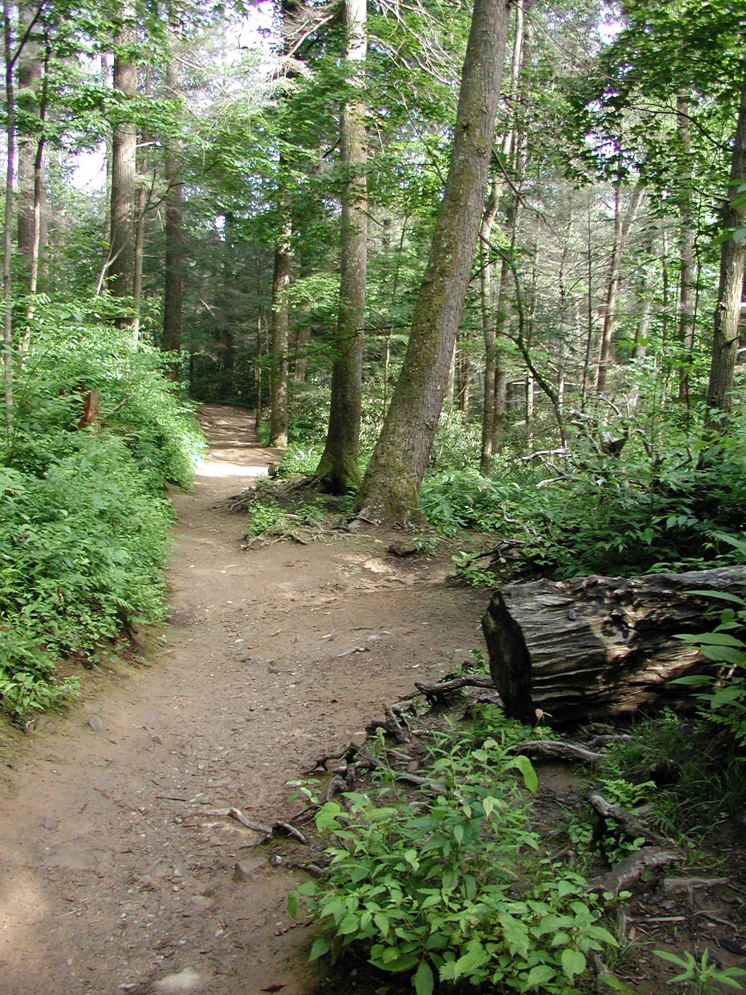 P7010020.JPG