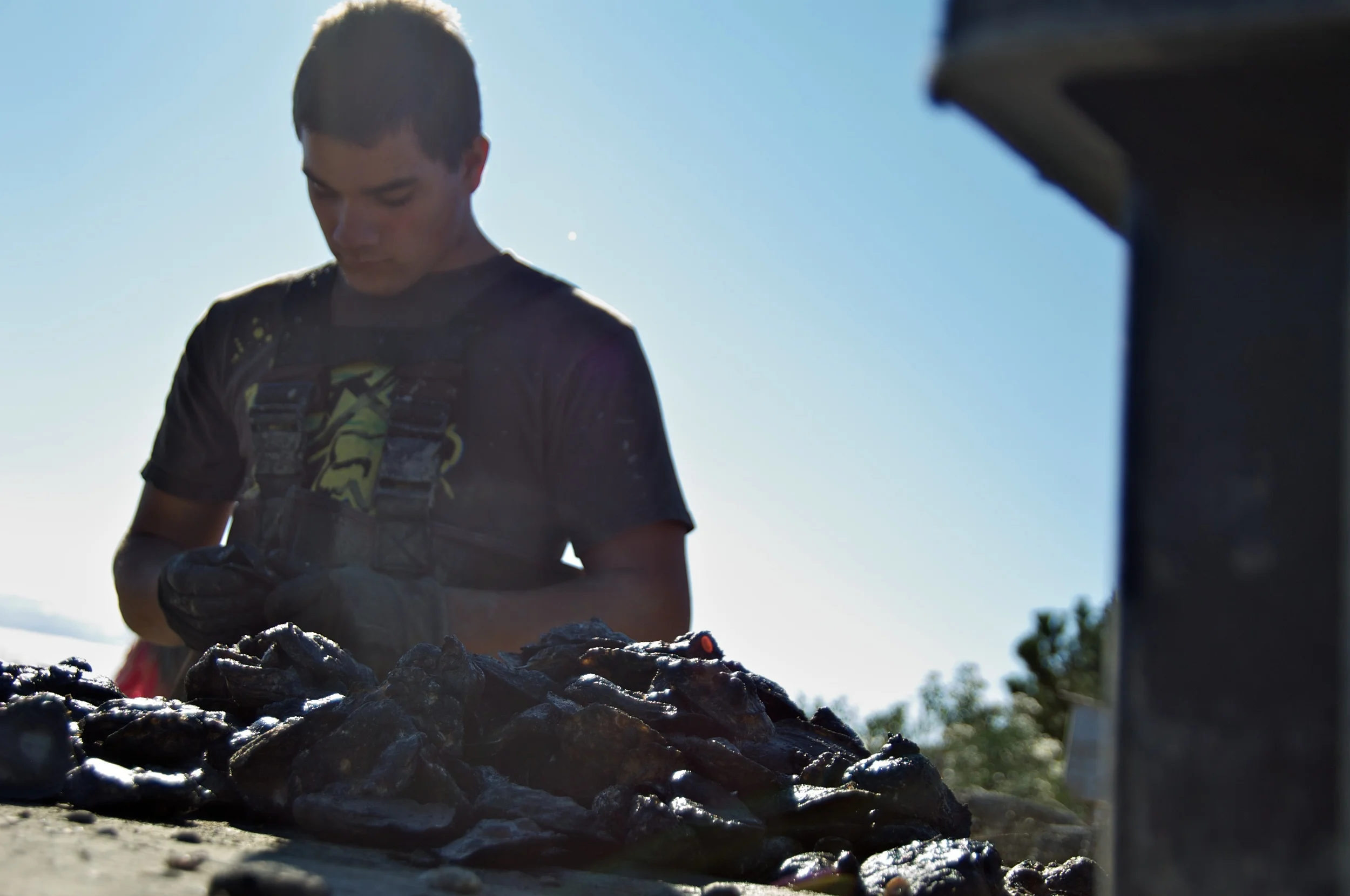 Shucking. Pipe's Cove Oyster Farm, Greenport, NY.