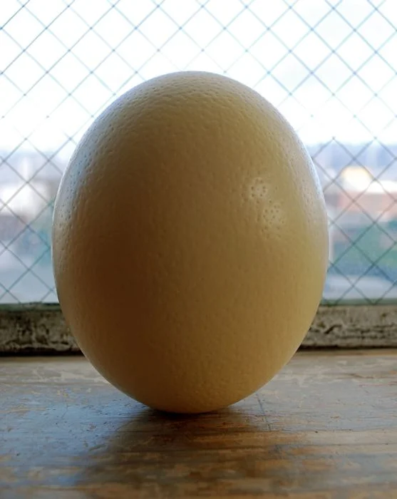ostrich egg.jpg