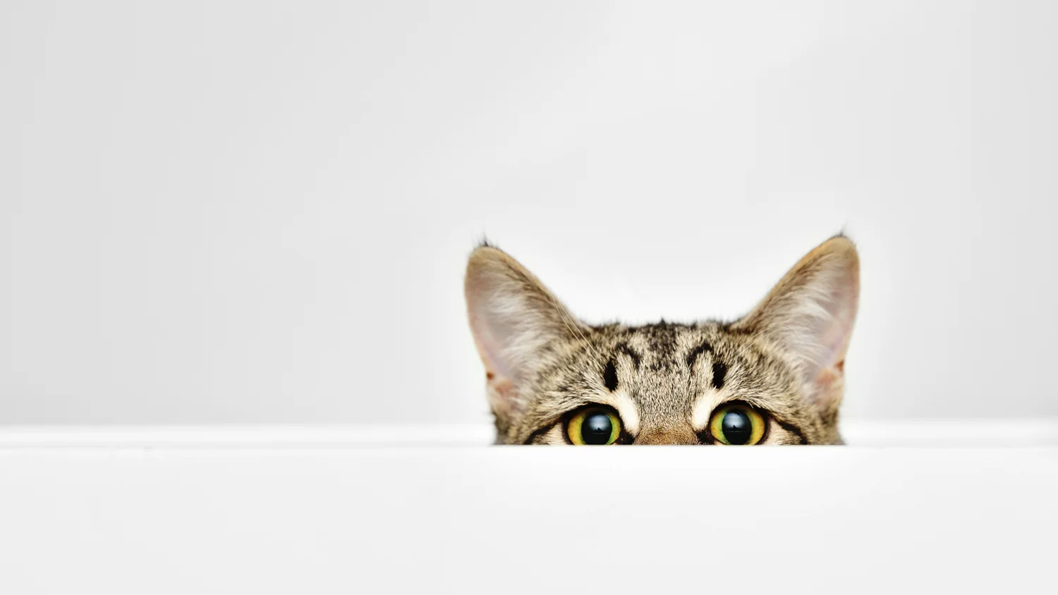 curious cat.jpg