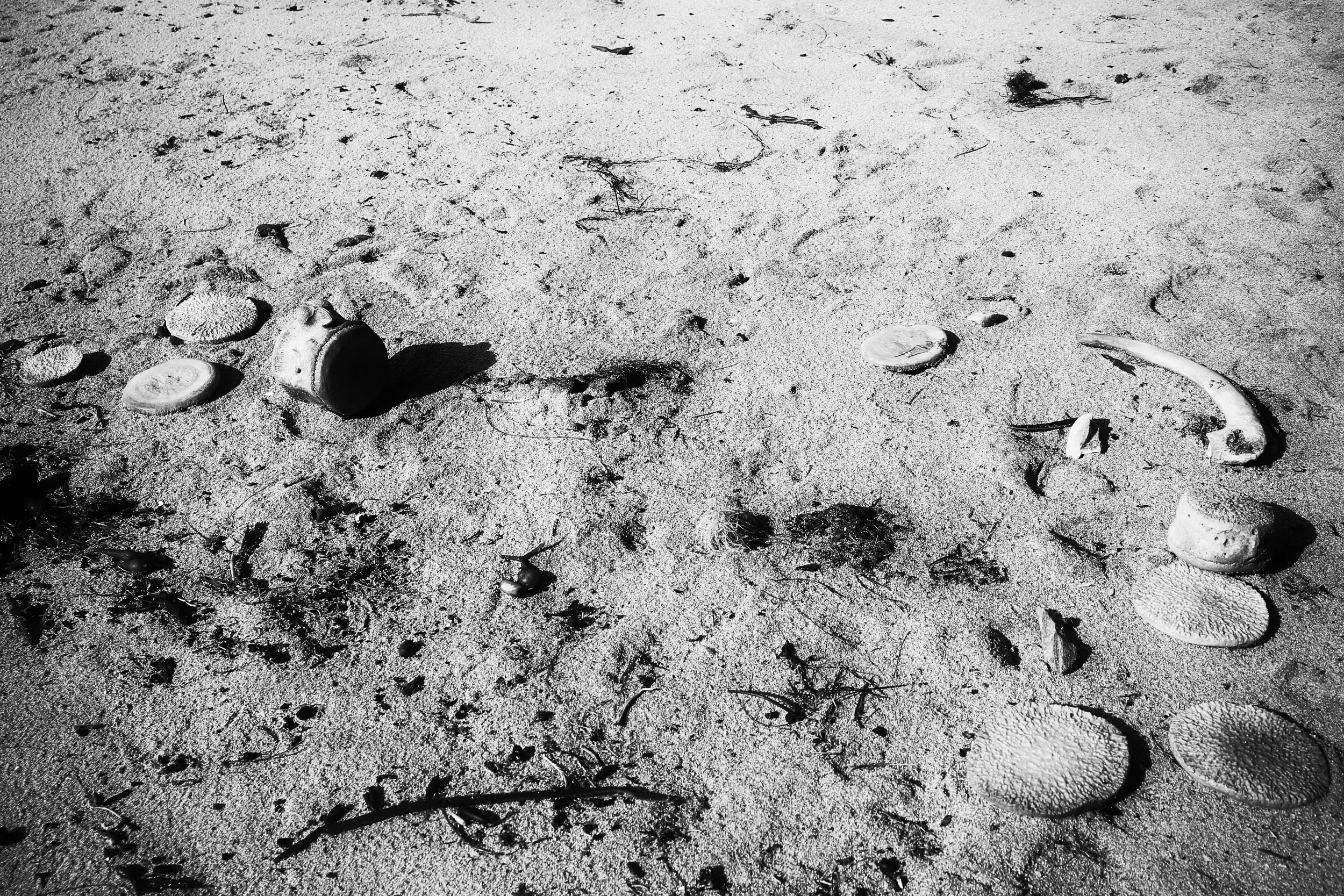 Whale bones! Or some big fish's vertebra.