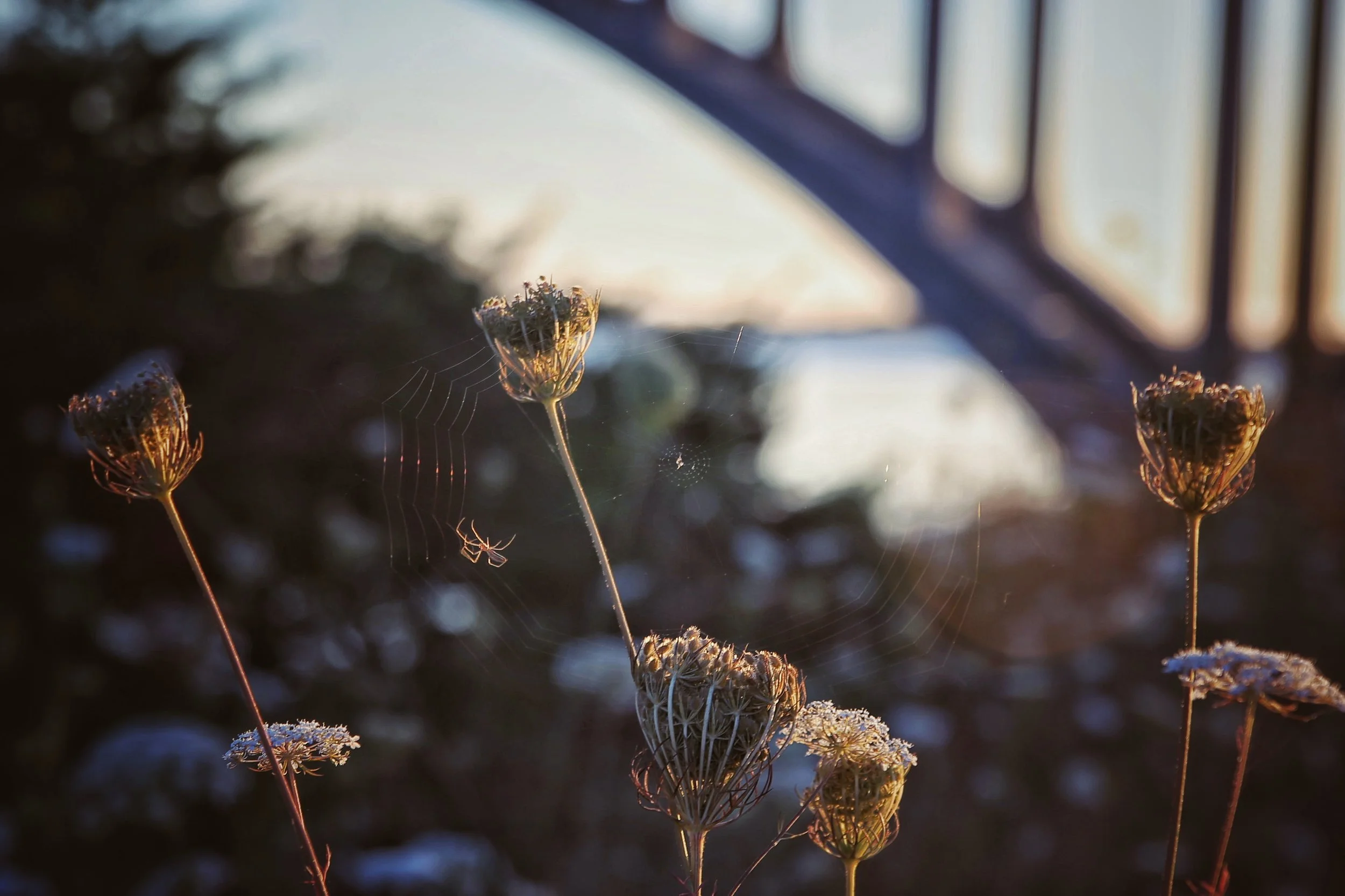 Spider, Oregon coast.