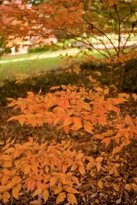 IMG_030.jpg