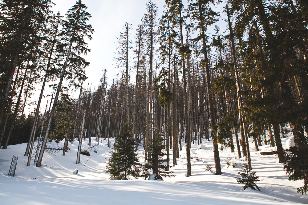 Tim Williams Photography 001.jpg