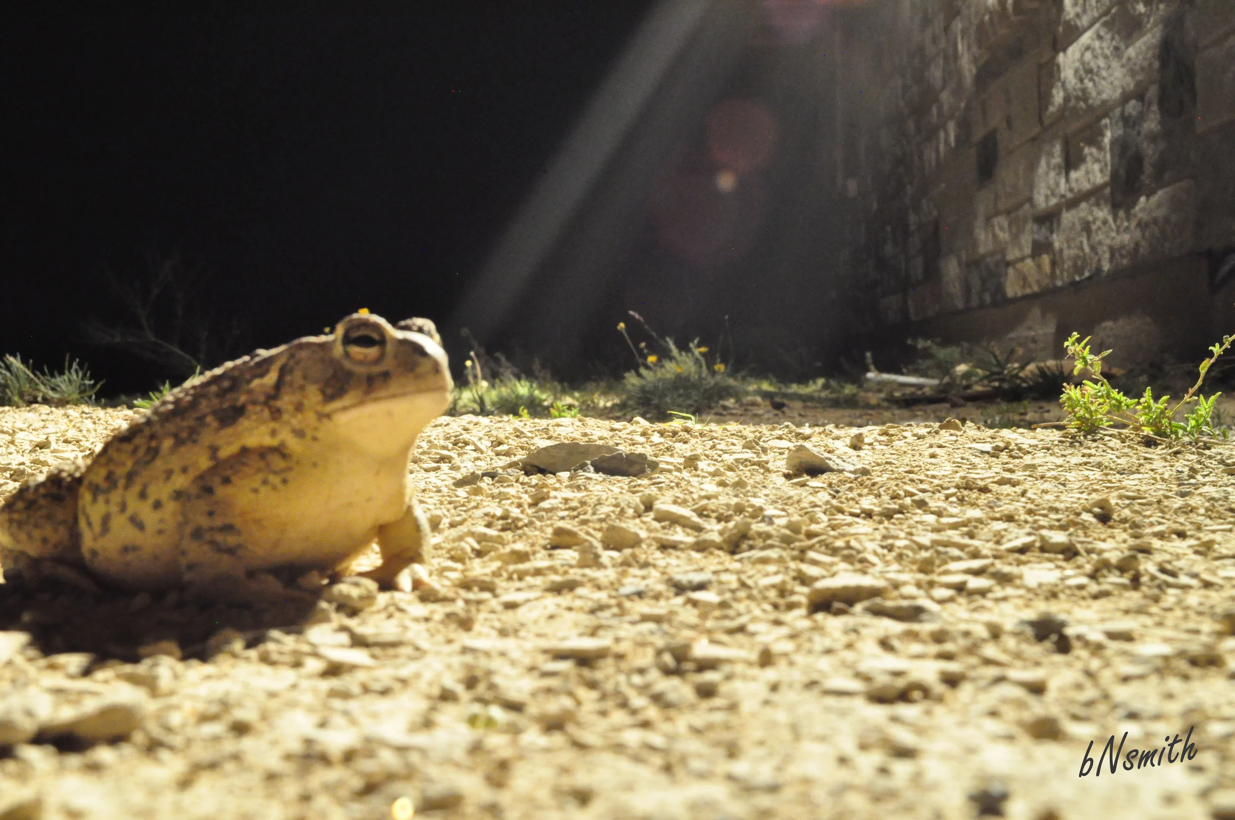 And the last of the free setting assignment I chose to catch a portrait of a toad. This little guy, along with several others, feed off of bugs that are attracted to the lights on our house. I don't think my professor was super thrilled about this shot, but I love it!!! and I feel that it is toadly awesome ;) So there you have it, my first assignment. None of these photos have been edited and none were set on the "auto" setting on my camera. I had to really dive in and experiment with ISO, Aperture, Shutter Speed. I loved this assignment and feel like I got some great shots and became more educated on my camera and myself. My professor informed me that I have a commercial quality. I have heard this before. However, I really was unsure on the meaning. I asked him to clarify and he said for advertising and such. I think that is a great compliment and I look forward to seeing where my commercial shots take me. On another perspective, it is very liberating but also a bit tough getting back in the student seat. I have found myself being the oldest in most of my classes which can take on a bit of a self conscious mindset. Especially in terms of talent. Another tough thing for me is to free my mind, to not over think and to just be. I know, that is hard for some of you to believe due to my free spirit personality!!!!! But after being in a place that is super structured it is hard to let my natural need to be free to come out. I find myself taking a step back and looking at my surroundings and know that this is ok. I am so excited about school and am ready to release myself from such structure. 