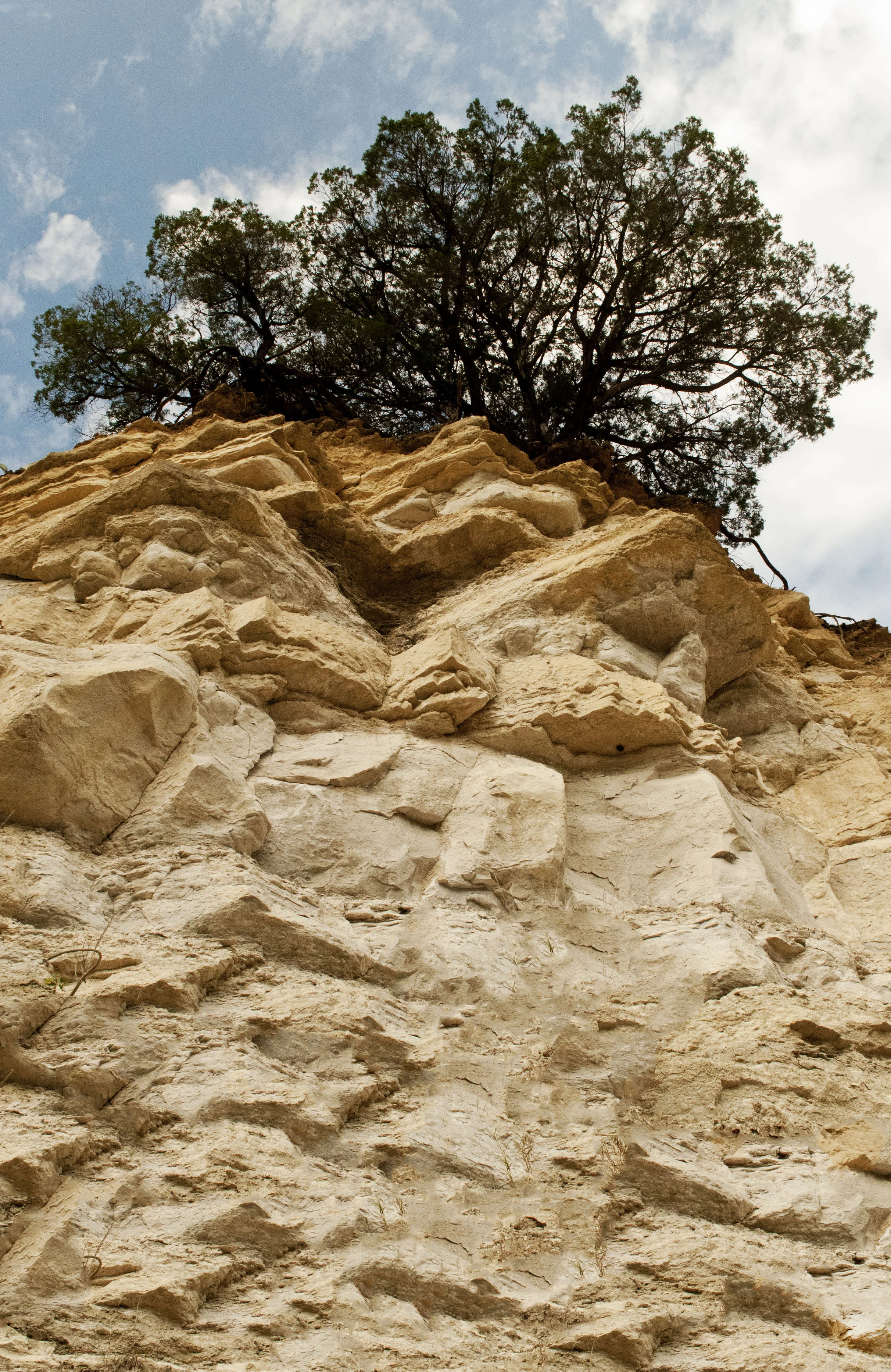 Several trees line the edge of the cliff....holding on to dear life and peaking over the edge like a child curious about what their mother is making on the kitchen counter. 
