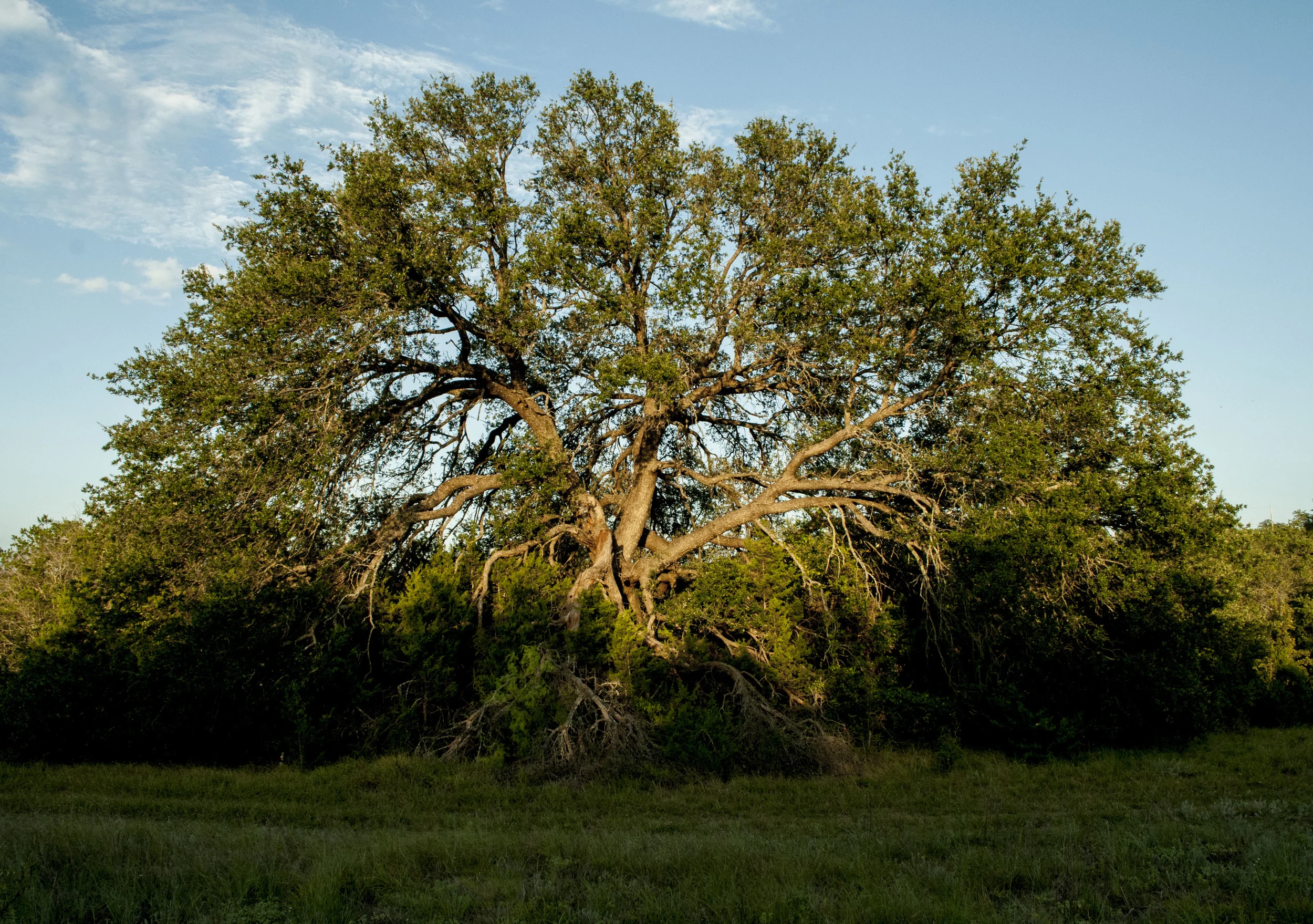 On the other side of the creek sits this amazing tree. The sun was setting and this tree seemed to be soaking it all in. The bottom of the tree lays branches that just couldn't hang any longer. A constant reminder of the remaining tree to take in everything it can. 