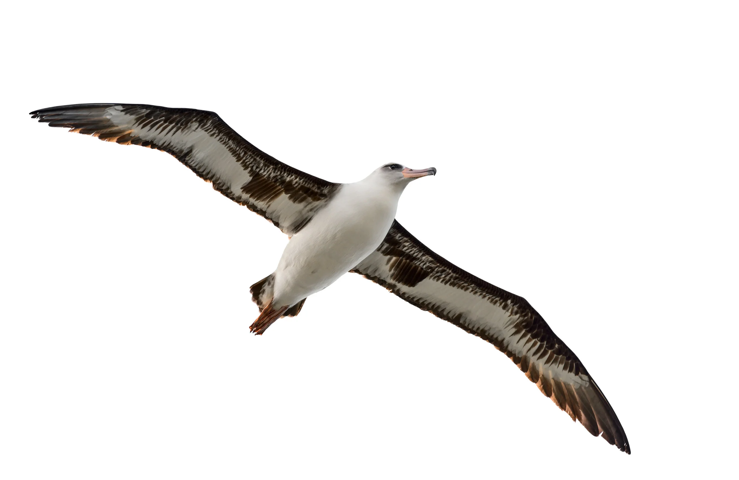 albatross-isolated-on-white-539041989_7740x5024.jpeg