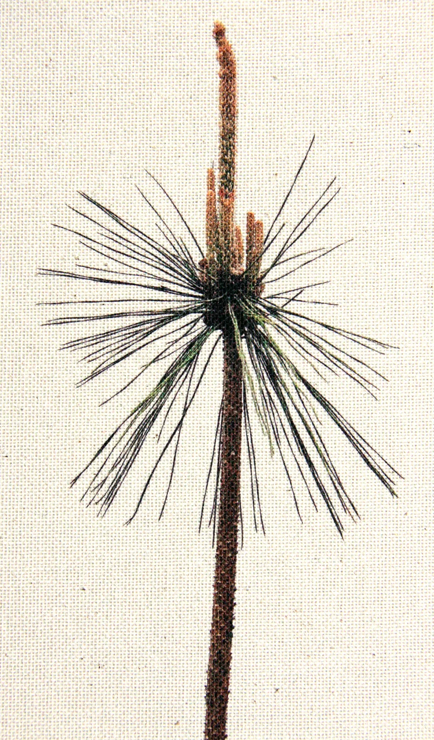 pine tree