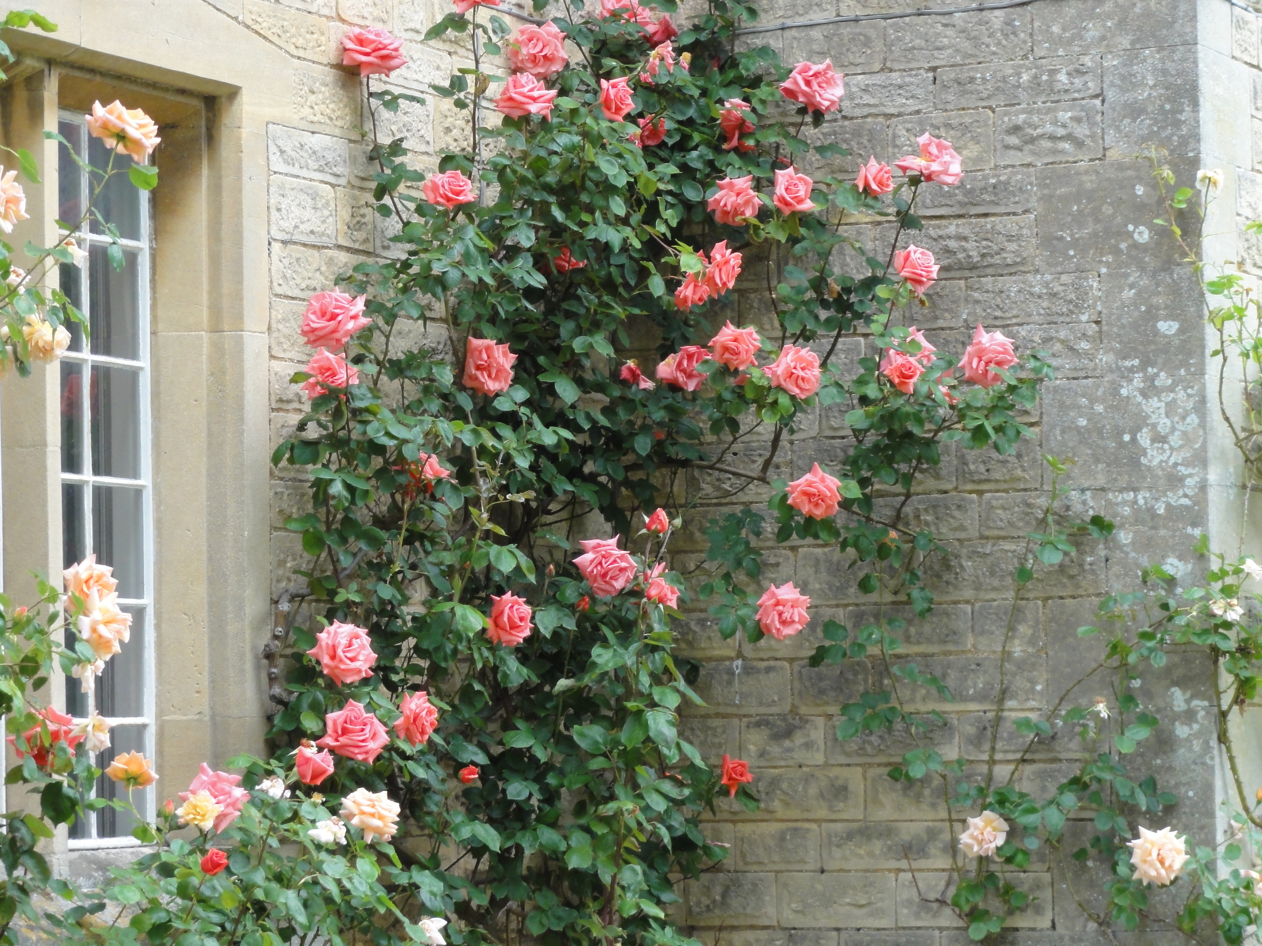 Roses outside The Moretons Farmhouse