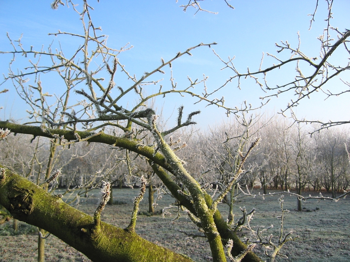 Frost in the orchard