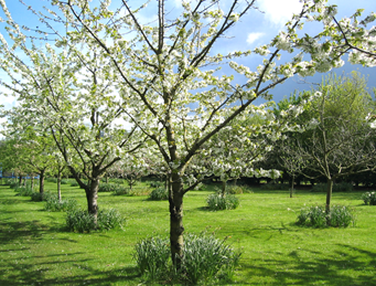 Blossom in the orchard