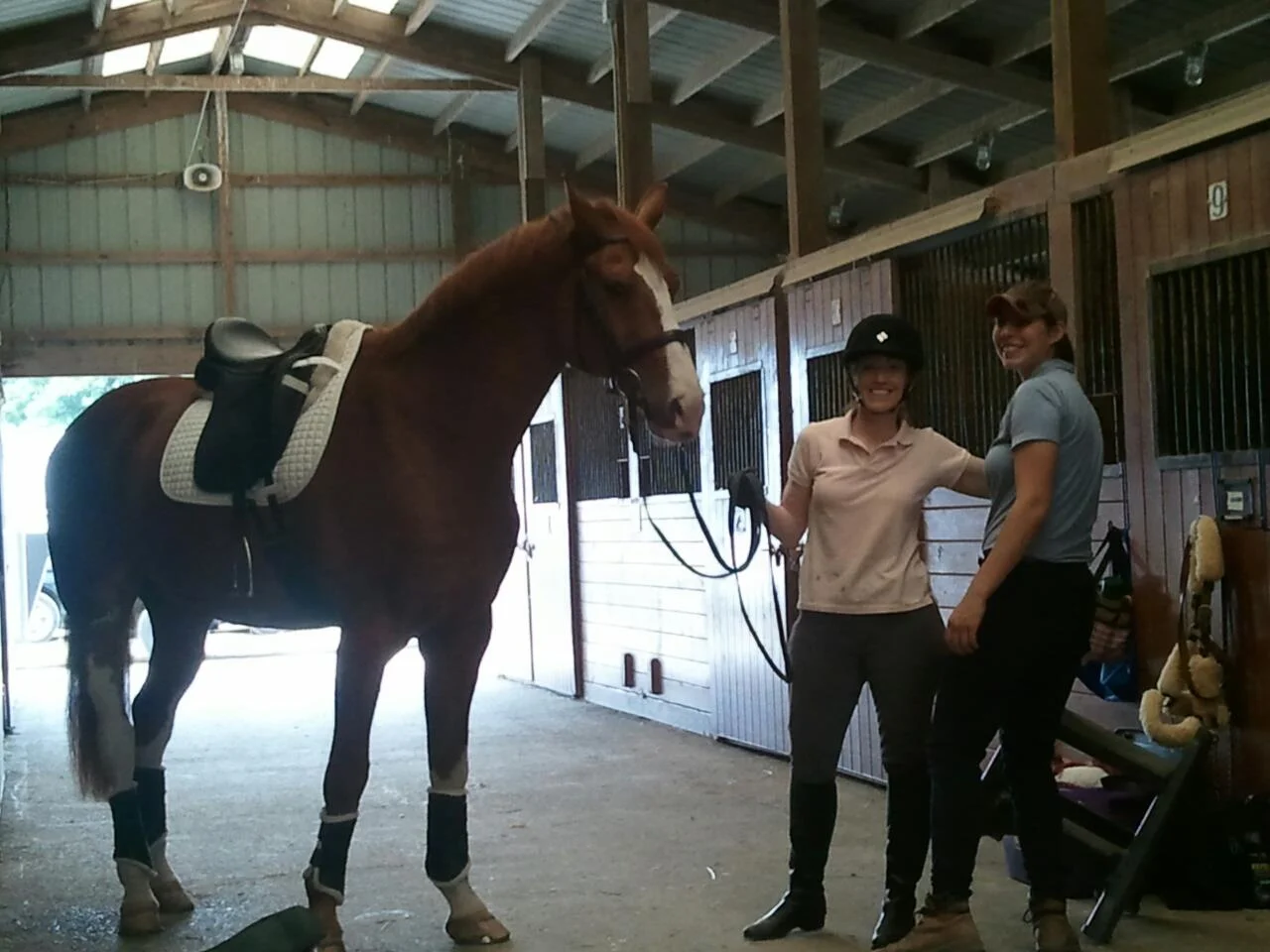 Horse show gang