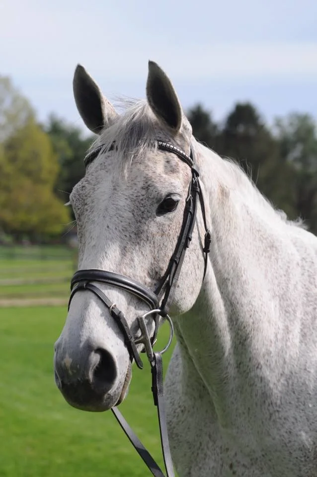 Hi Carol, You probably do not remember me but I came and looked at a horse you a had at one point. (First Dance). Timing wasn't great on my end but ultimately I contacted her owner and did purchase her a few months later. I just wanted to let you know that I do tell anyone looking for a dressage horse to take a look at your site and contact you. You were wonderful, and ultimately if my first experience of meeting and riding her wasn't a good one I wouldn't have tracked her down. You were very professional on every level, and if down the road I look for another partner, you will be one of he first places I contact. . - Wendy Callahan RIvers, CT