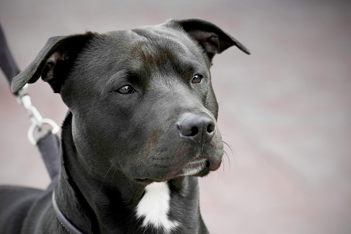 08-01-13 Mr Biggs.jpg