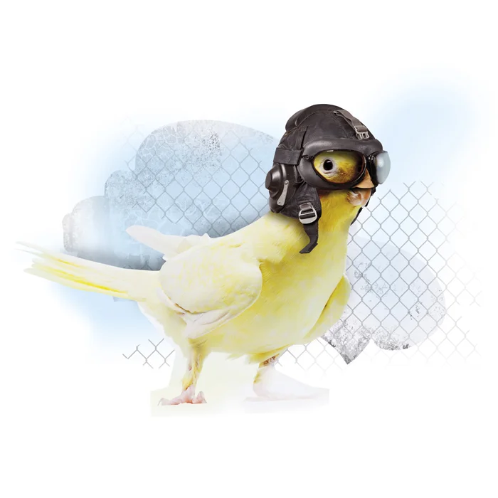 Kanarie.jpg