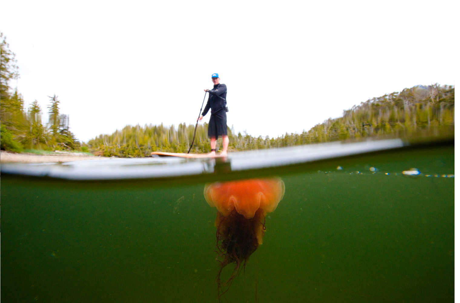 Great Bear Rainforest, BC