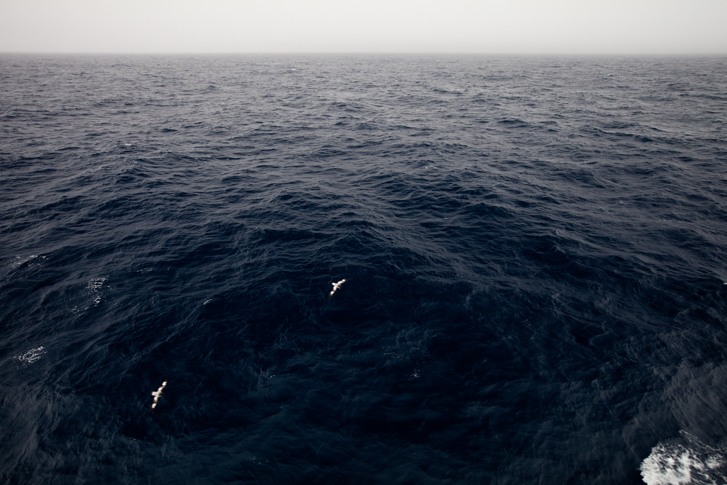 Cape petrels on the Drake Passage.