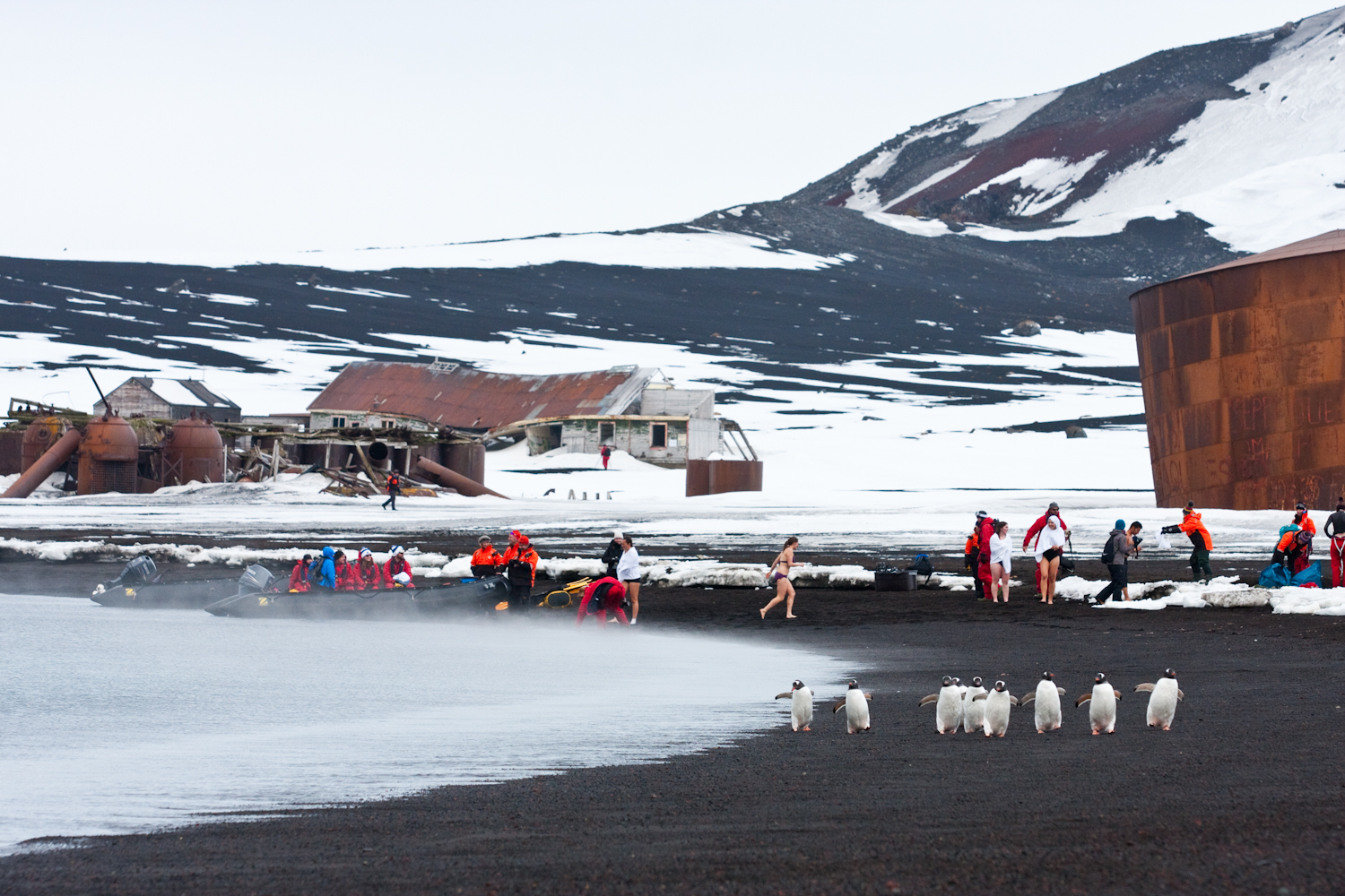 Penguins and bikinis. Whalers Bay.