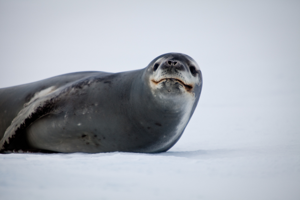 Leopard Seal. Yankee Harbour, South Shetland Islands.