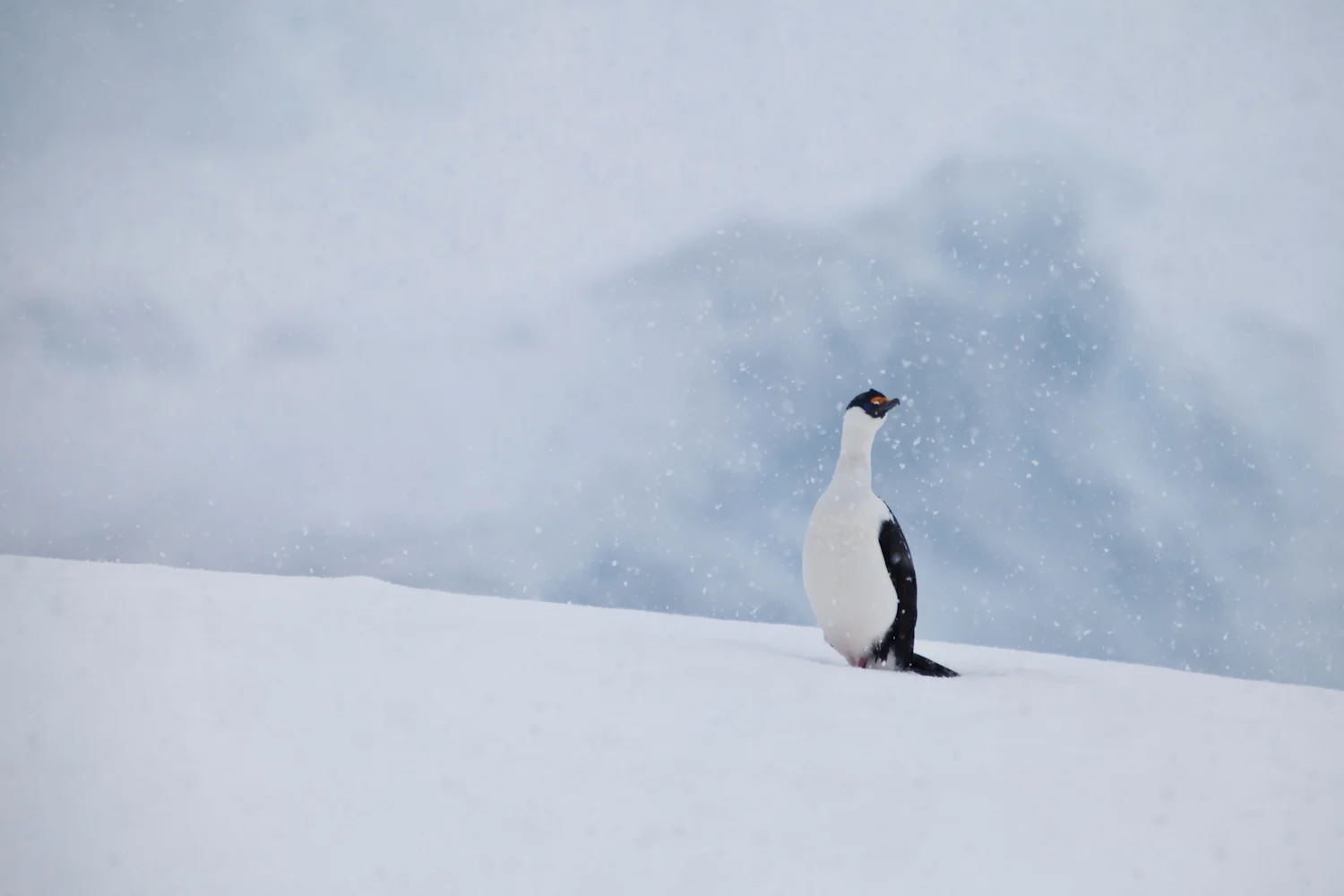 Antarctic Shag. Melchior Island.