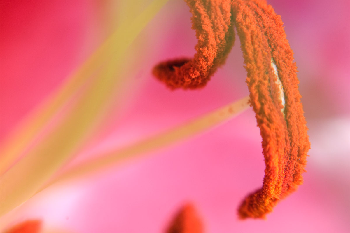 flower1.jpg