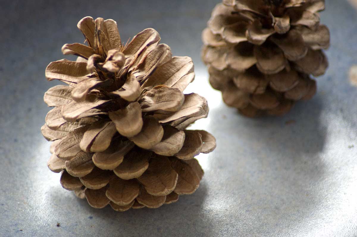 pinecones.jpg