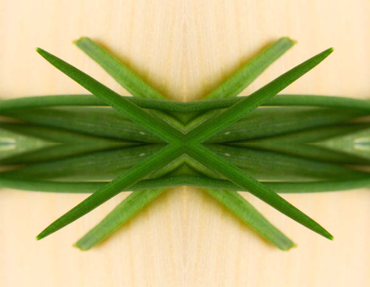 chives.jpg
