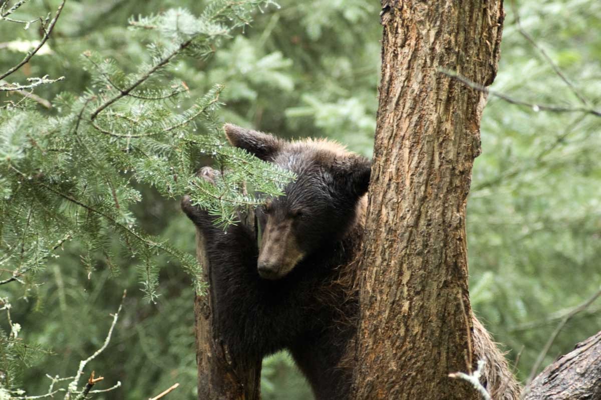 bear.jpg
