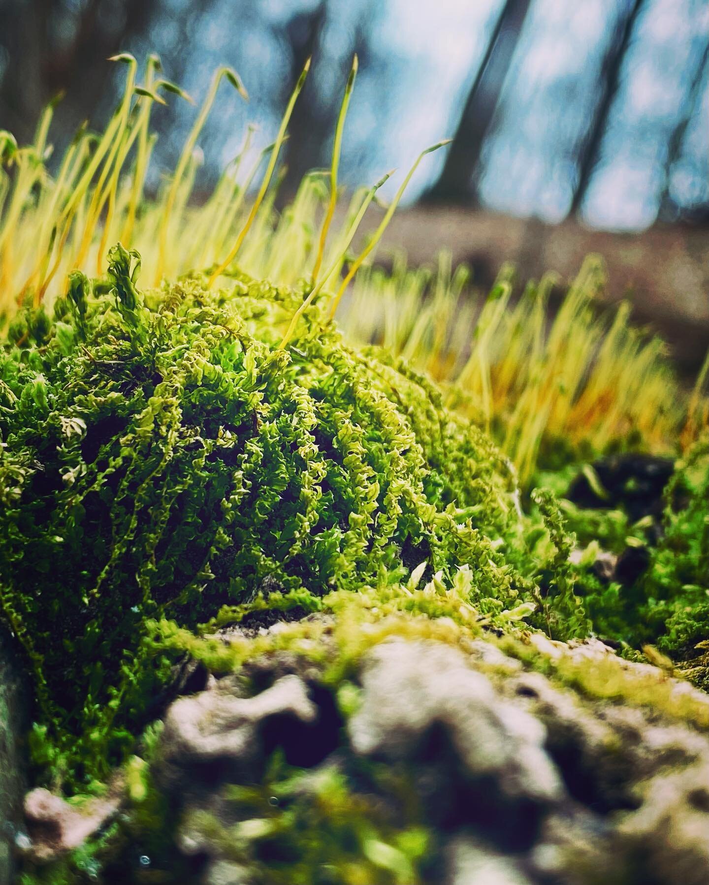 First signs of green🌱✅🥾⁣
&hellip;
#spring #springiscoming #nature #swallowcliff #dayhike #fall #getoutside #hike #hikelife #hikemore #hikemoreworryless #hiker #hikerlife #hikes #adventure #hiking #hikingadventure #hikingadventures #hikinglife #hiki