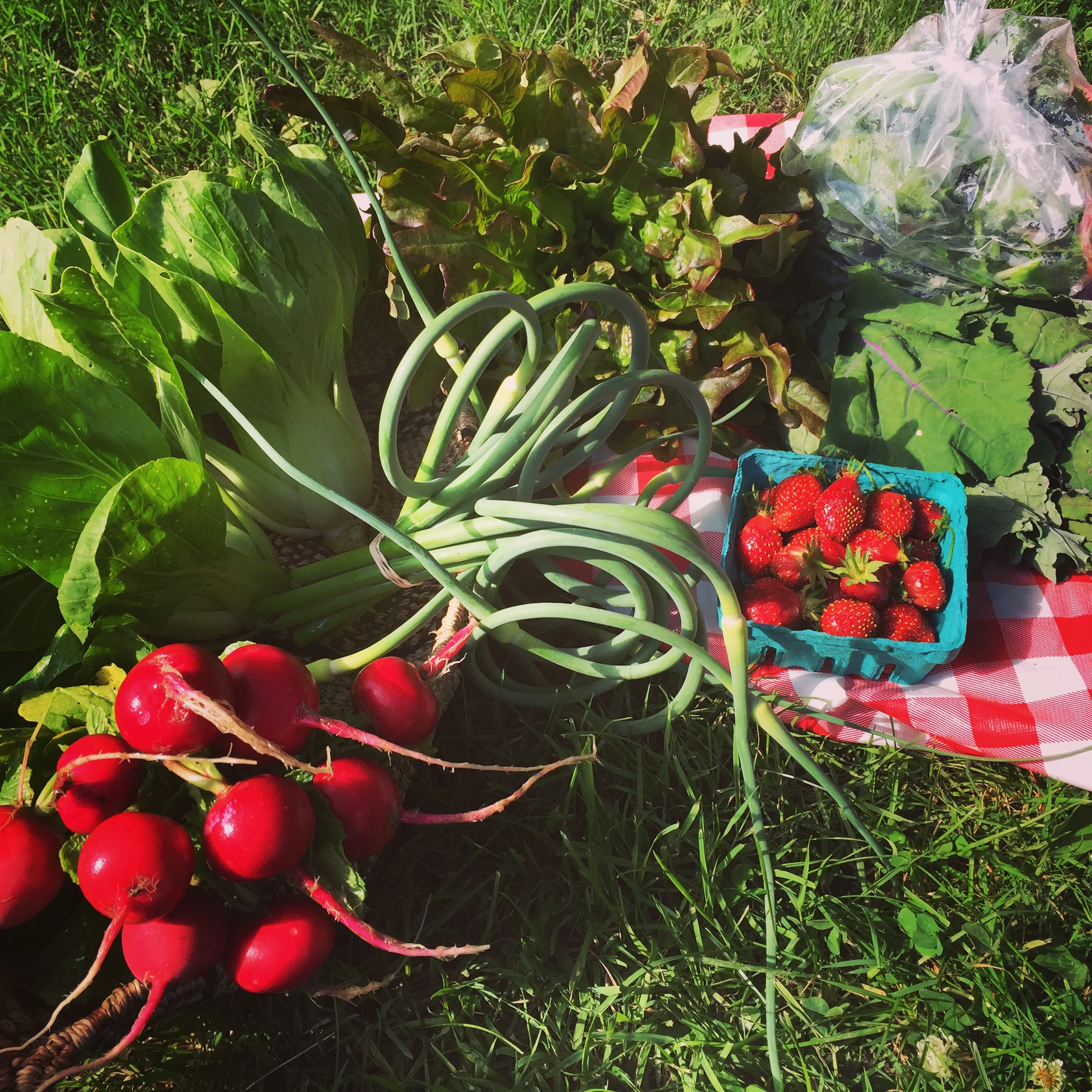 Midseason Half Share