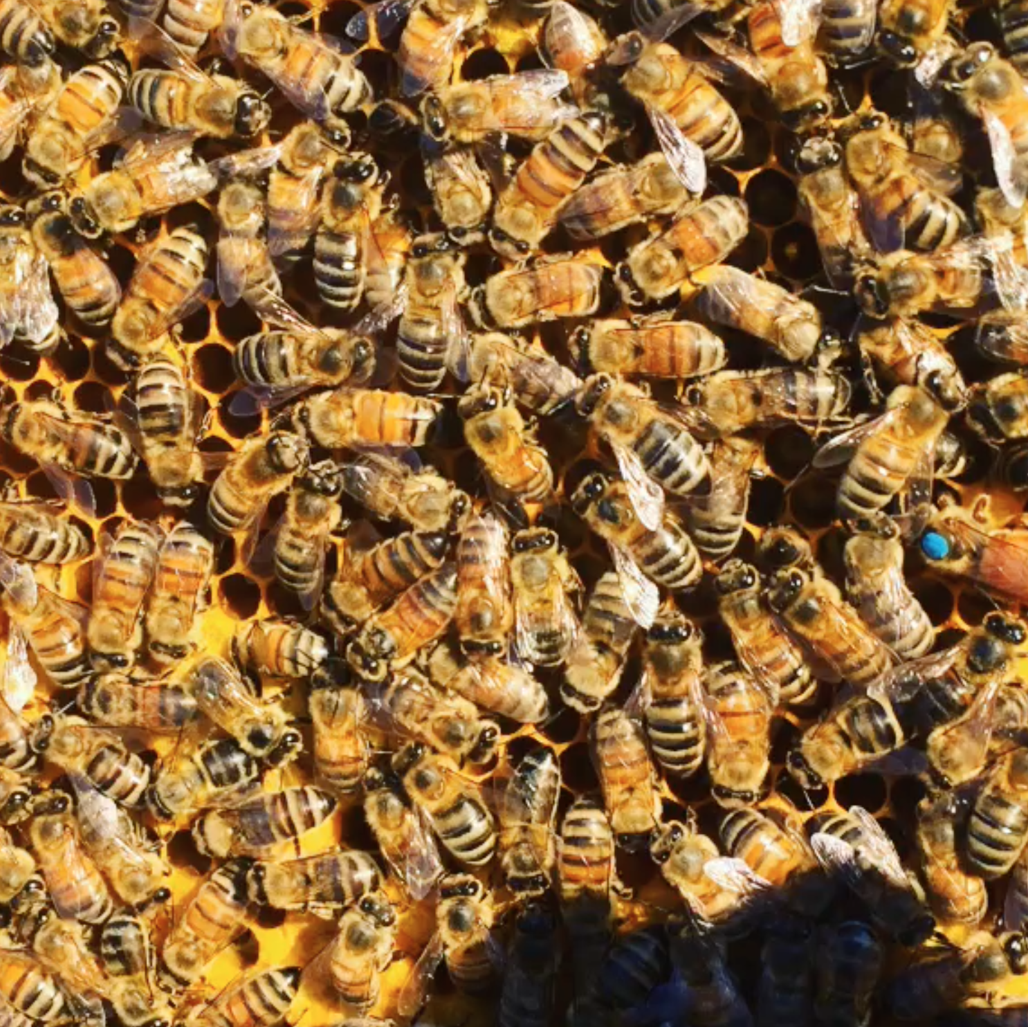 Screen Shot 2018-02-12 at 11.03.30 AM.png