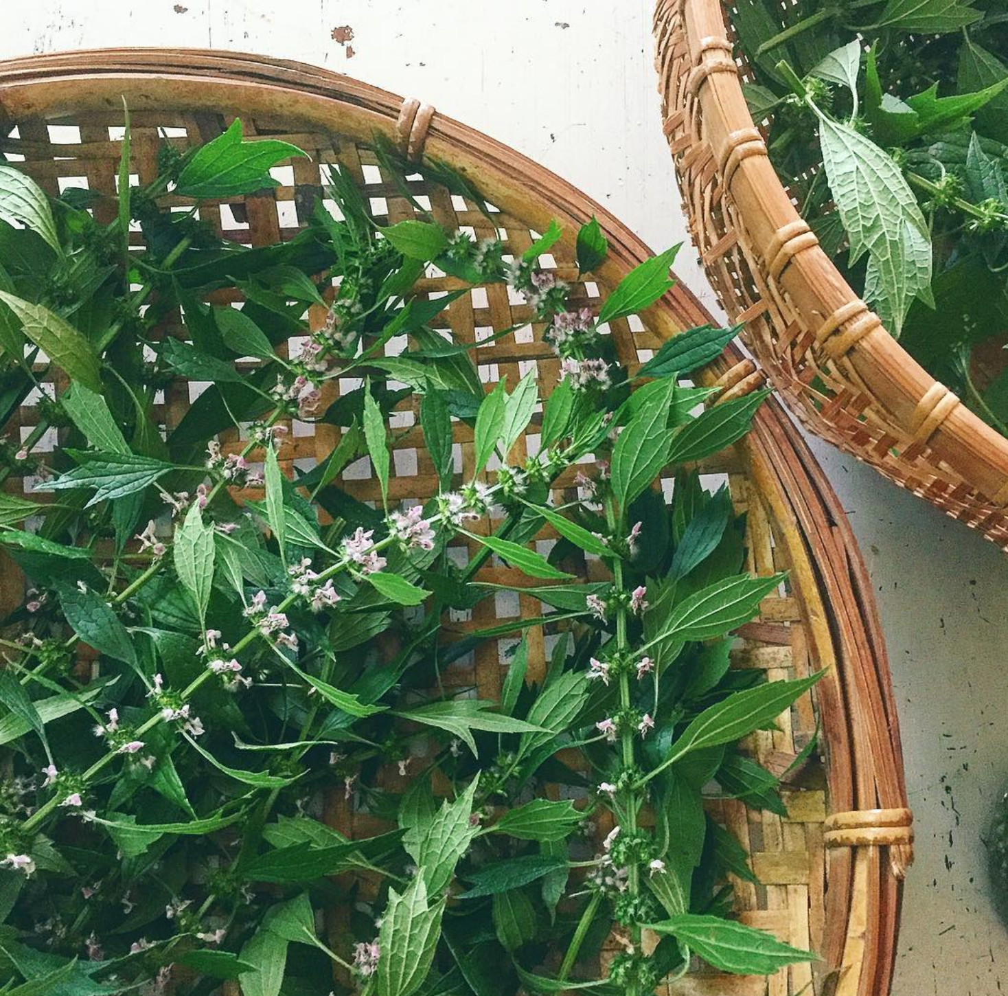 Screen Shot 2018-02-12 at 12.19.10 PM.png