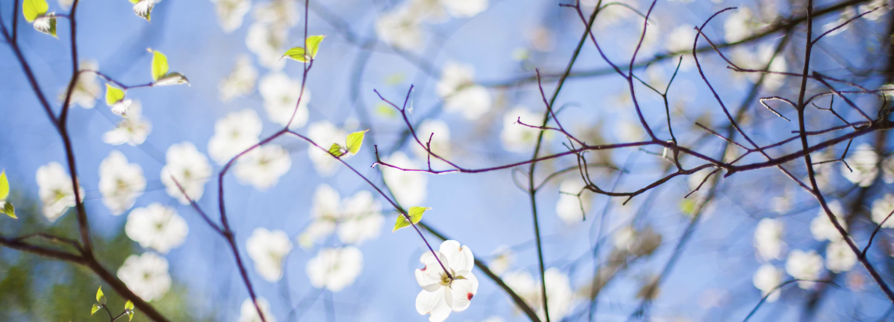 Screen Shot 2018-03-28 at 5.27.10 PM.png