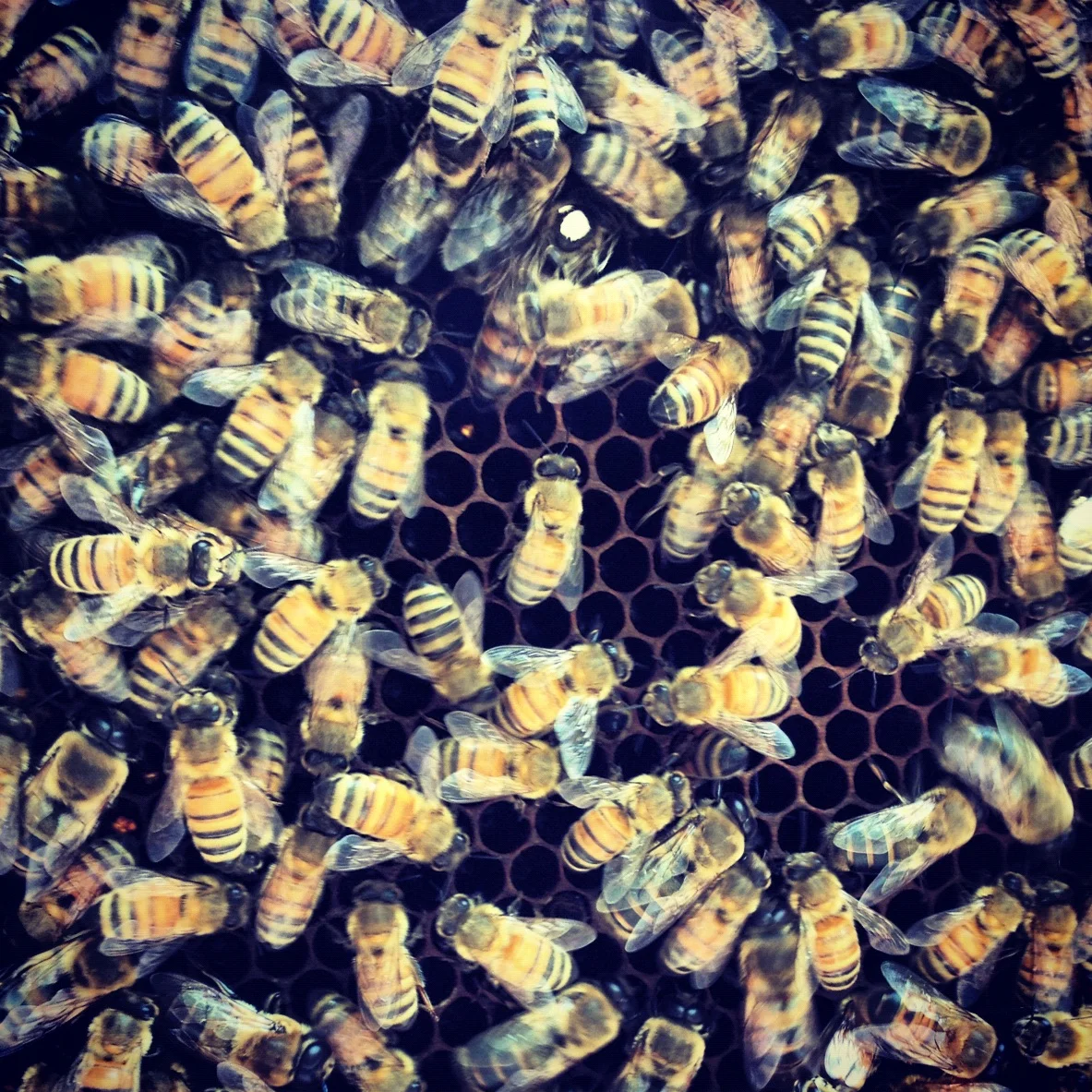 Deposit and Application: MURMURATION: Dream with the Bees, Wake in the Hive // Retreat 