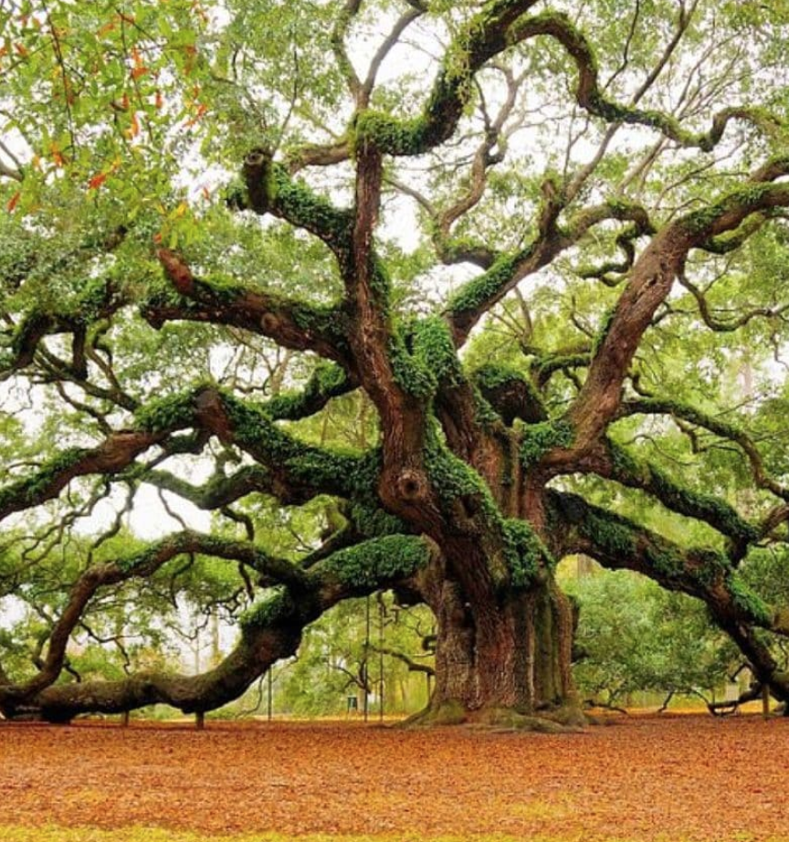 Oak Initiation with Pam Montgomery