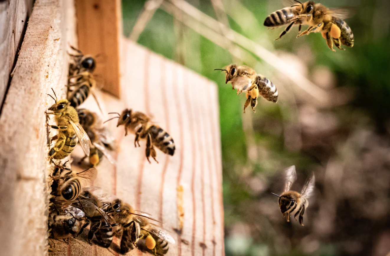 Screen Shot 2021-04-26 at 11.44.21 AM.png