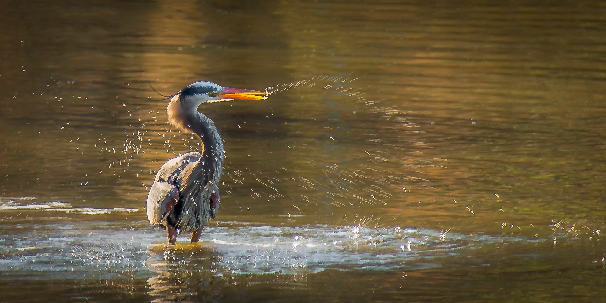 heron takes a bath