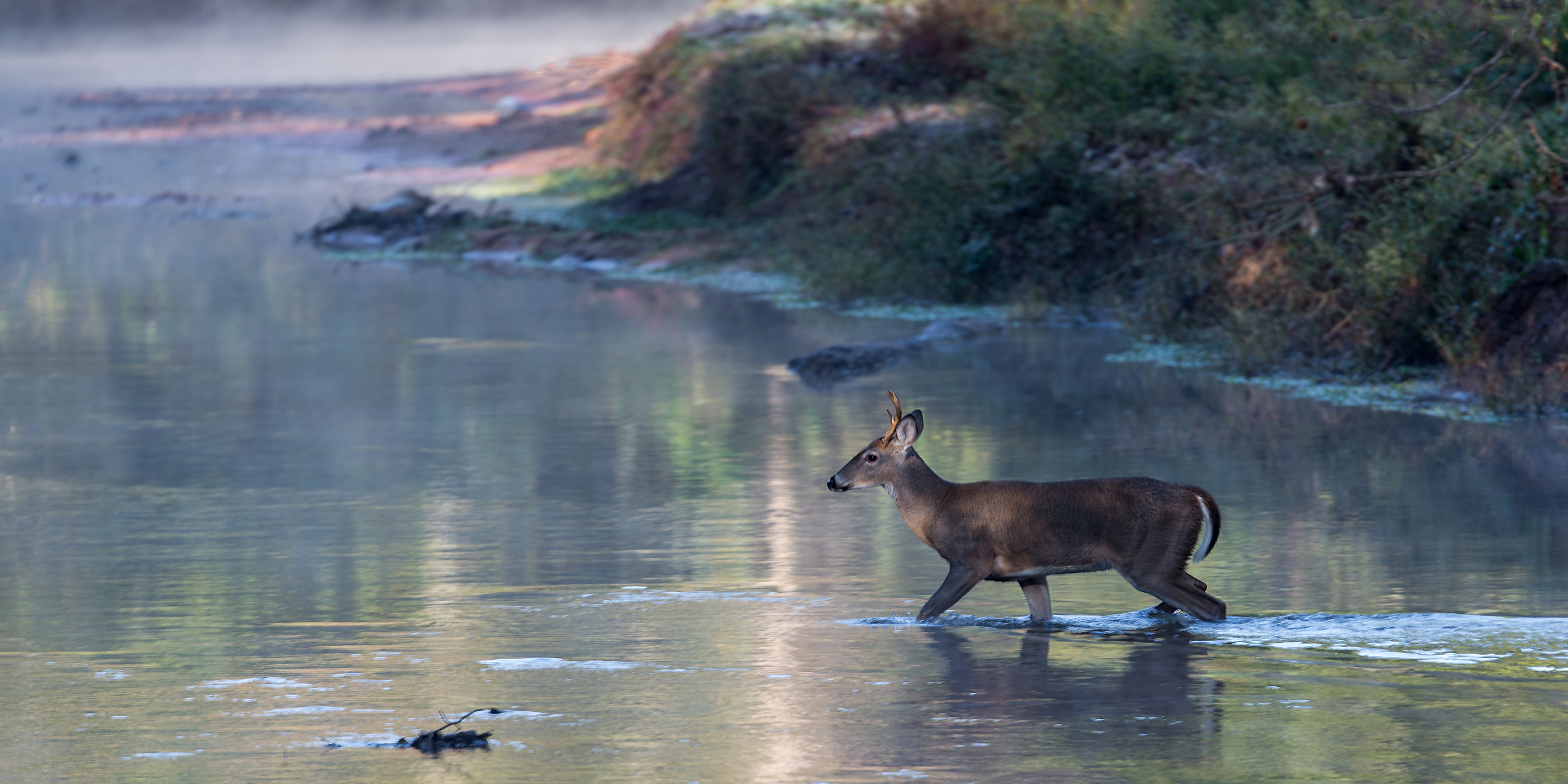 deer crosses river