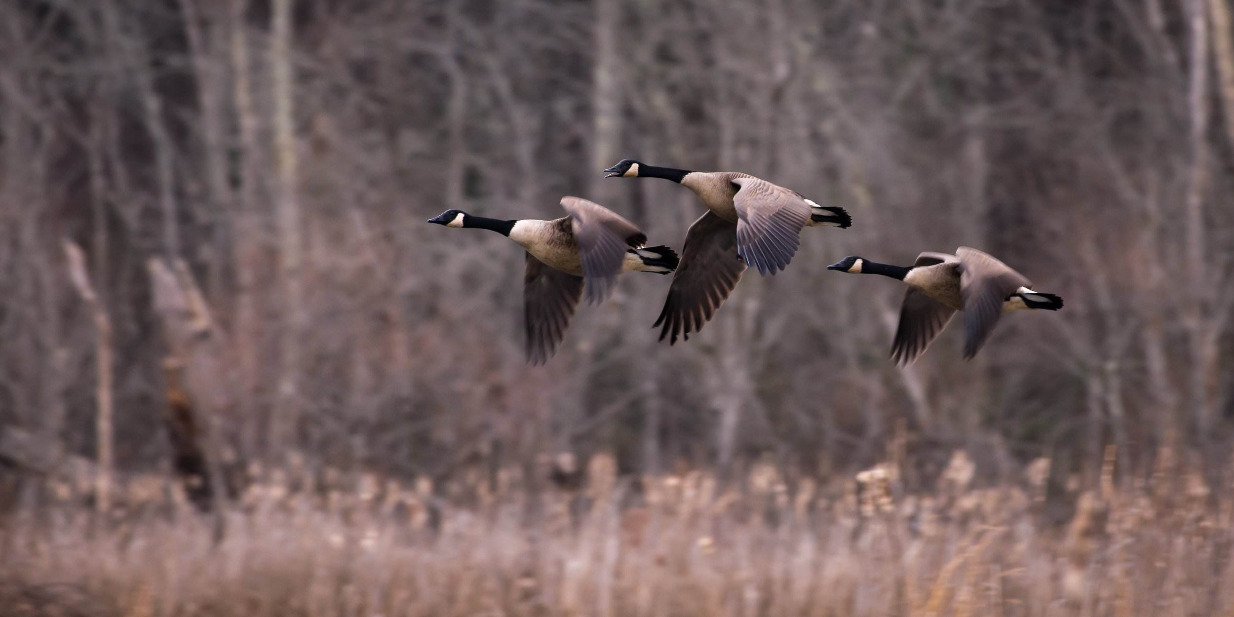 three geese in flight.JPG