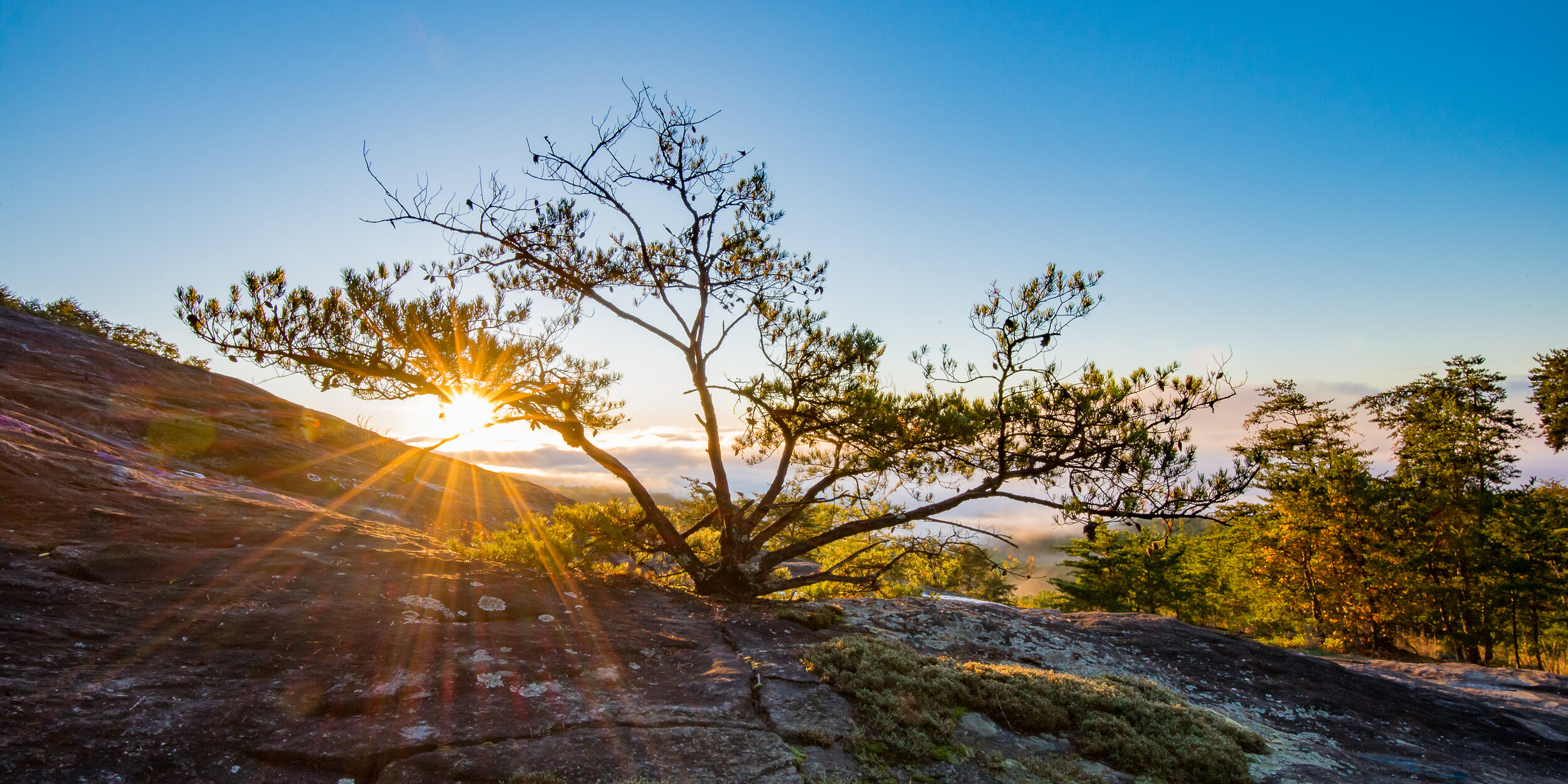 sunburst through scraggly mountain-top tree 