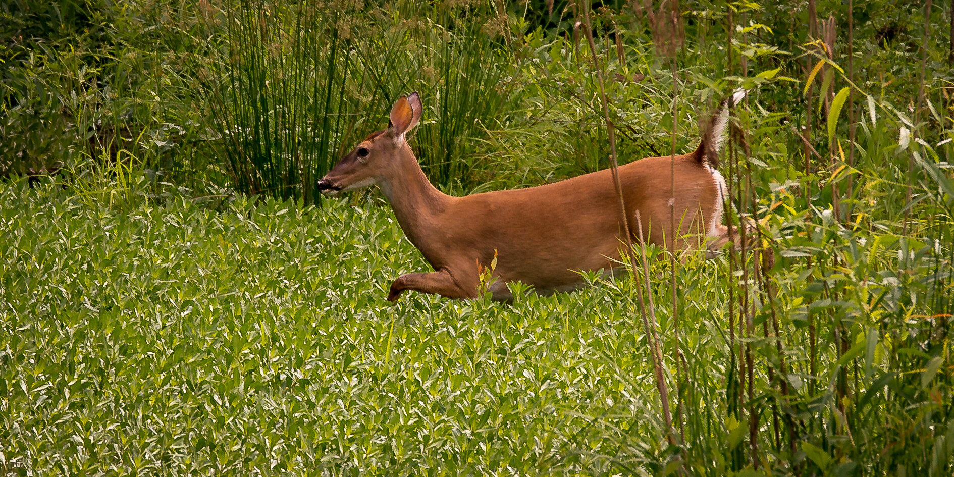 deer enters vegetation covered backwater pond 