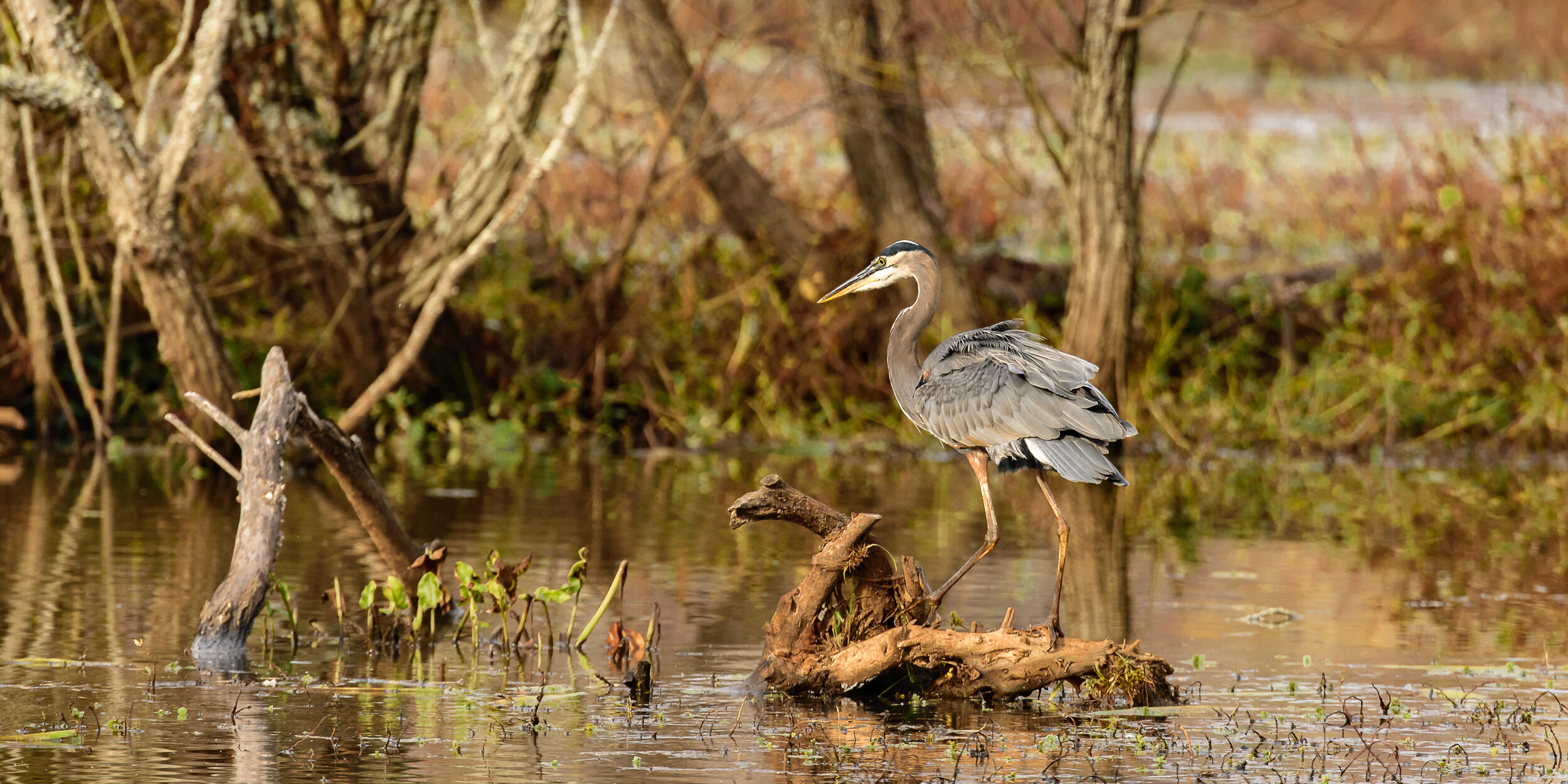 hungry heron