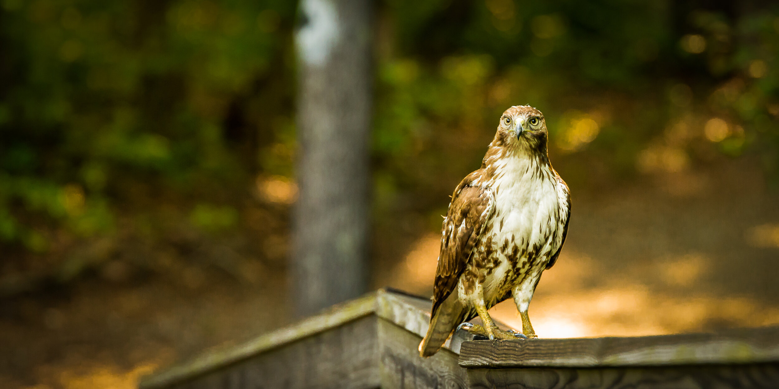  hawk on pedestrian bridge