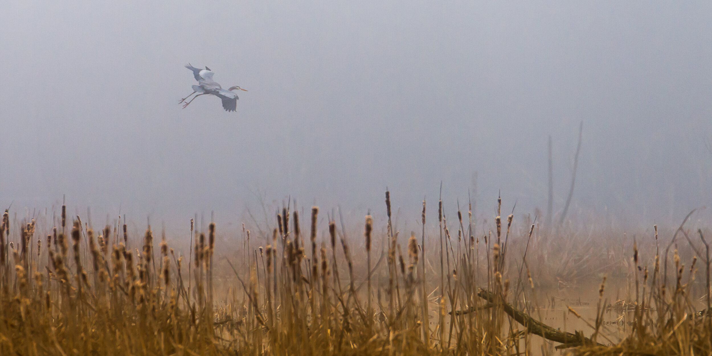 heron flies through fog over beaver pond